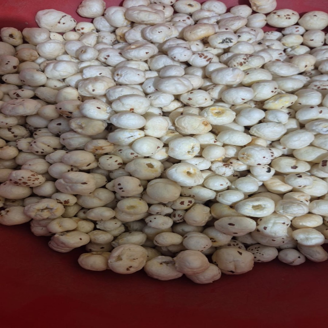 Organic Makhana